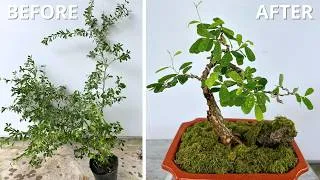 Thumbnail: Easy Bonsai Pruning and Shaping for Beginners