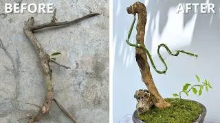 Thumbnail: I Rescued an Abandoned Bougainvillea and Gave It a New Life