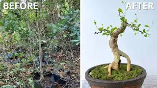 Thumbnail: Nobody Wanted This Ugly Tree - Until It Became a $1,000 Masterpiece