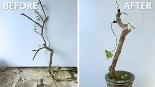Thumbnail: Turning a Discarded Trunk into a Beautiful Bougainvillea Tree