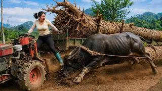 Thumbnail: Full Video: A Girl Uses Buffalo Power and a Farm Vehicle to Transport Massive Logs