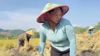 Thumbnail: Phung Hanh received help from many villagers in harvesting the rice.