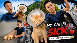 Thumbnail:  DOPHU Needs y’all’s prayers 🙏🏻 - My Cat is Sick 🥺 #bhutanese 