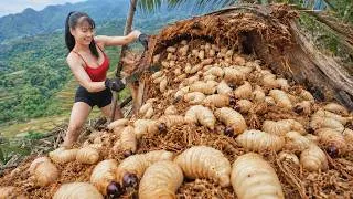 Thumbnail: Harvesting A Lot of Palm Weevil Larvae and Selling Mountain Delicacies at the Village Market