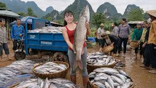 Thumbnail: TIMELAPSE -- Harvesting 500 kg of Fresh Fish with Nets and Selling Them at the Village Market