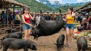 Thumbnail: TIMELAPSE -- Harvesting 1,000 kg of Pigs After 24 Months of Raising Them and Selling Them at Market