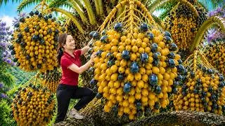 Thumbnail: Harvesting Sweet Golden Dates in the Oasis | Fresh Desert Fruit Sold Out Fast at Market