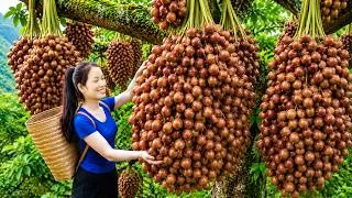 Thumbnail: Harvesting Giant Brown Wild Fruits to Sell at the Market | Rare Mountain Harvest