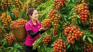 Thumbnail: Harvesting Rare Tea Fruits for Market | The Secret Behind Premium Japanese Tea Ceremony Brewing
