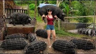 Thumbnail: [TIMELAPSE] -- 365 Days Harvesting A Lot Of Big Pig, Goats Go To Village Market Sell