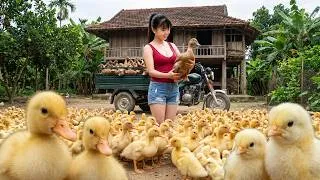 Thumbnail: [TIMELAPSE] -- 389 Days Harvesting A Lot Of Chick, Duckling Go To Village Market Sell