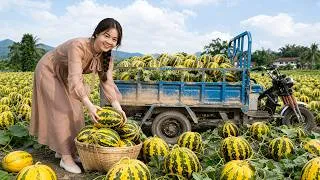 Thumbnail: Harvest Giant Summer Melons | Use a 3-Wheeled Truck to Take 1000+ Melons to the Market
