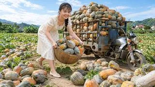 Thumbnail: Harvest Village-Grown Organic Pumpkins | Use a 3-Wheeled Vehicle to Take 1000+ Pumpkins to Market