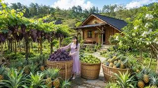 Thumbnail: Living in the Forest, Gardening, Grape Harvesting, Pineapple and Guava Fruit to Market Sell