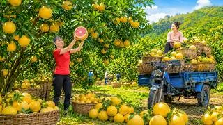 Thumbnail: Harvesting A Huge Load Of Grapefruit | 3-Wheeled Truck Transport To Market - حصاد الجريب فروت