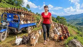 Thumbnail: Massive Pheasant & Rabbit Harvest! Hauling Heavy Load To Market By 3-Wheeler - حصاد الفزان والأرانب