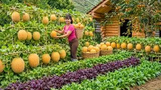 Thumbnail: Forest Life & Gardening | Harvesting Yellow Melons To Sell At Market - حصاد الشمام الأصفر