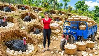Thumbnail: Satisfying Pheasant Egg Harvest | Building Cozy Nests & Selling Big Eggs At Market - حصاد بيض الفزان