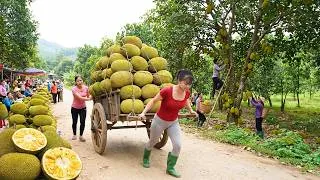 Thumbnail: Harvesting Tons of Ripe Jackfruit | Market Sale and Delicious Farm Cooking