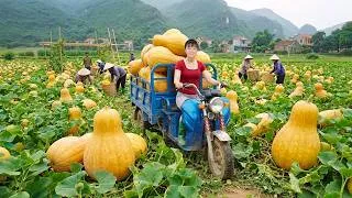 Thumbnail: Harvesting Hundreds of Giant Pumpkins | Truck Full of Pumpkins Goes to Market