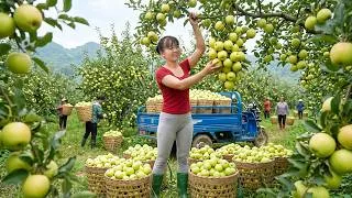 Thumbnail: Harvesting Hundreds of Sweet Apples | Countryside Market Sale & Farm Animal Care