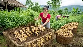 Thumbnail: Harvesting Giant Ginger to Sell at the Countryside Market | Caring for Sugarcane