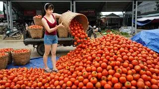 Thumbnail: [TIMELAPSE] -- 188 Days Harvesting A Lot Of Tomatoes, Dragon Fruit, Cucumbers Go To Sell
