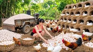 Thumbnail: [TIMELAPSE] -- 365 Days Harvesting A Lot Of Duck Eggs, Ducks, Ducklings, Watermelons  Go To Sell