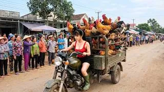 Thumbnail: [TIMELAPSE] -- 234 Days Harvesting A Lot Of Chickens, Muscovy Ducks, Ducks, Cabbage Go To Sell