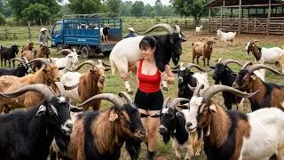 Thumbnail: [TIMELAPSE] -- 288 Days Harvesting A Lot Of Goats, Piglets, Frogs, Chickens, Ducks Go To Sell