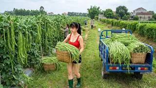 Thumbnail: [TIMELAPSE] -- 123 Days Harvesting A Lot Of Long Beans, Gourds, Cantaloupe, Tomatoes Go To Sell