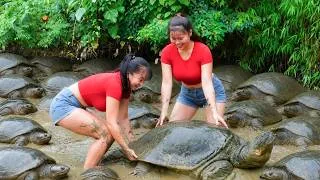 Thumbnail: 🐢[TIMELAPSE] Harvesting Many Huge Turtle 🐢20KG Go To Sell At Village Market /Phương's Story 💪