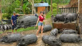 Thumbnail: [TIMELAPSE] 121-Days Harvesting Many Big Pigs 300KG After 12 Month Of Raising Go To Market Sell