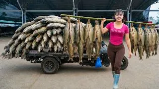 Thumbnail: [TIMELAPSE] 288-Days Harvesting A Lot Of Fish At Mud Pond Go To Sell At The Countryside Market
