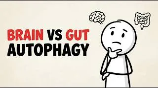 Thumbnail: Autophagy Looks Different in the Brain Than It Does in the Gut | The Science of Cellular Renewal