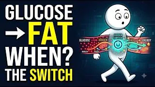 Thumbnail: When Does Your Body Switch From Glucose to Fat? (The Hidden Fat-Burning Timeline Explained)