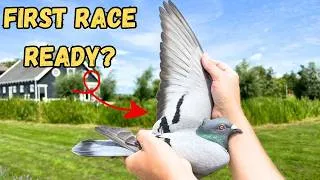 Thumbnail: How to Prepare Young Racing Pigeons for Their First Race