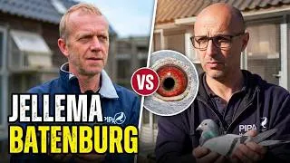 Thumbnail: What Is the Best Racing Pigeon Bloodline for 1,080 KM Marathon Races?