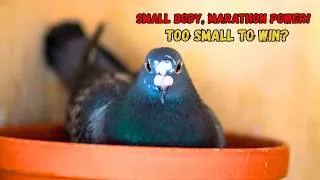 Thumbnail: Why Small Pigeons Can Become Great Marathon Racers