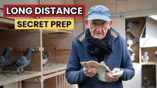 Thumbnail: How Jan Theelen Prepared His Pigeons for Long-Distance Racing