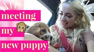 Thumbnail: 🐶🥹 Meeting my NEW PUPPY!! Introducing the cats & **NAMES I DIDN'T USE**
