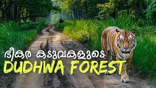 Thumbnail: India's Best safari for Huge Tigers | Dudhwa National Park 4K