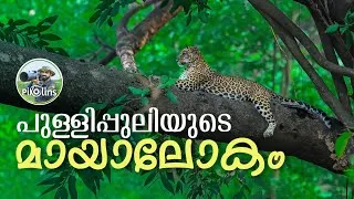Thumbnail: പുലിക്കാട്ടിൽ മൗഗ്ലി | The story of Leopards in Rajaji National Park 4K