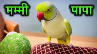 Thumbnail: Ringneck Parrot Talking 😍