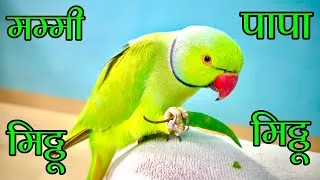 Thumbnail: Parrot talking Mummy Mitthu ko Roti Do | Mitthu betu 