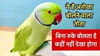 Thumbnail: Best talking Parrot in India | Lovely Parrot sound 