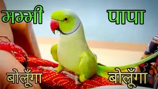 Thumbnail: Funny टॉकिंग Parrot Sound 🦜|  नाचने और गाने वाला तोता 