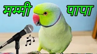 Thumbnail: Bolne wala tota || parrot talking mitthu mitthu 