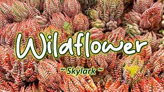 Thumbnail: WILDFLOWER - (Karaoke Version) - Skylark