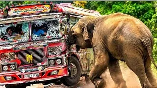 Thumbnail: Sires Of World Top 05 Unbelievable Elephant Attack In Forest Road. 